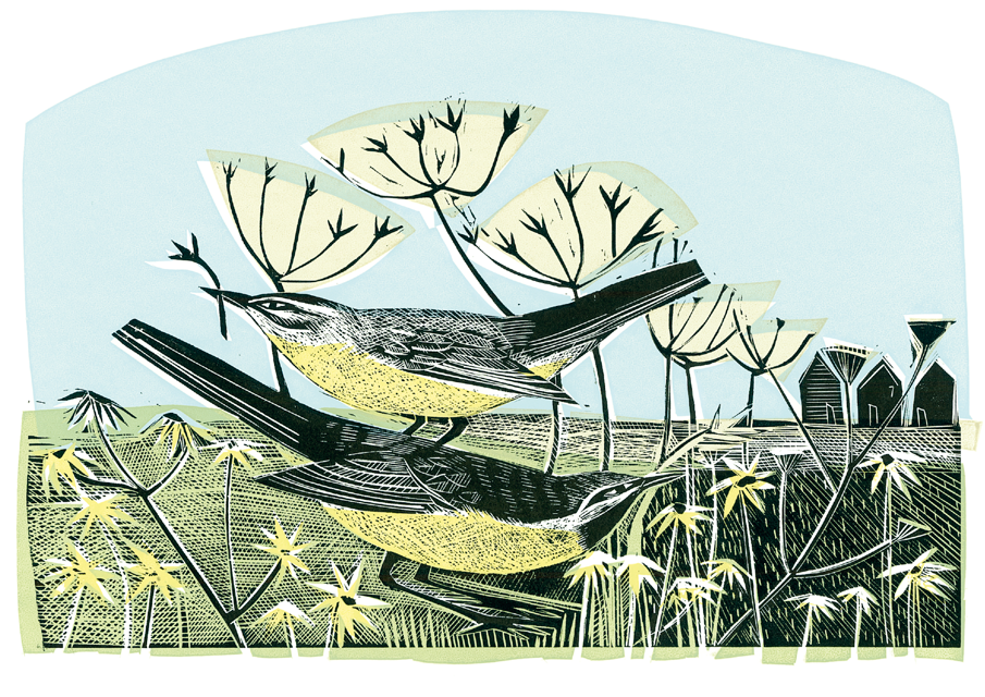 2025-12-04 10_36_54-Wagtails.tif